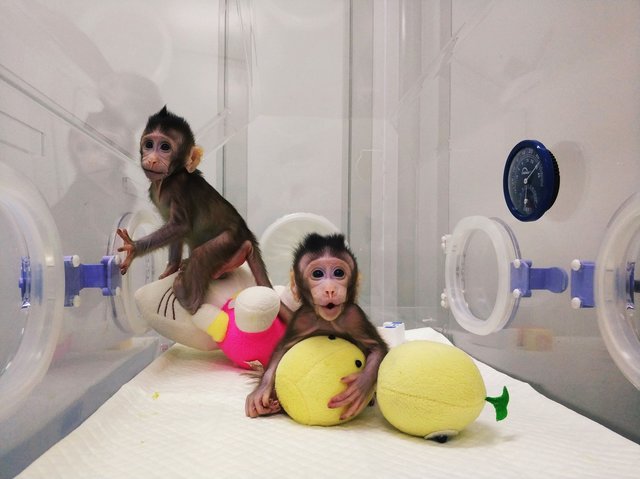Клонированные обезьяны. Фото: AFP