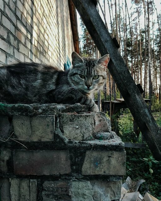 Бездомные животные. Фото: Анастасия Ищенко