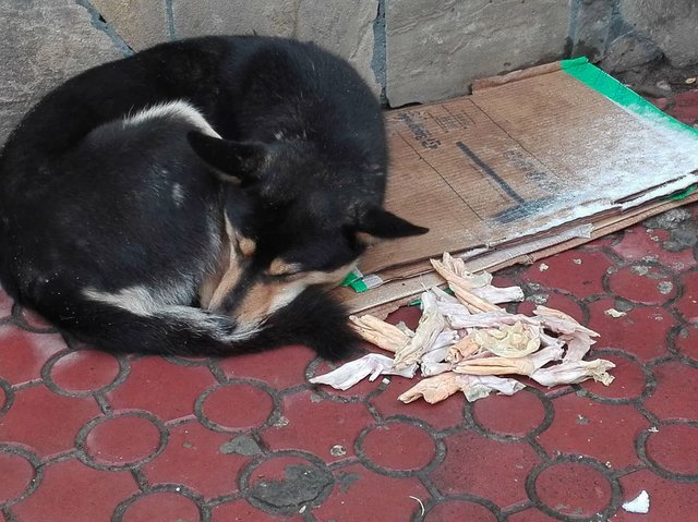 Бездомные животные. Фото: Анастасия Ищенко
