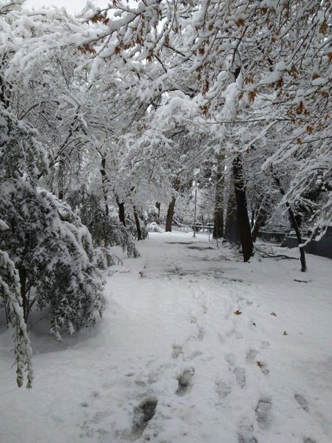 В Иране выпал снег. Фото: соцсети