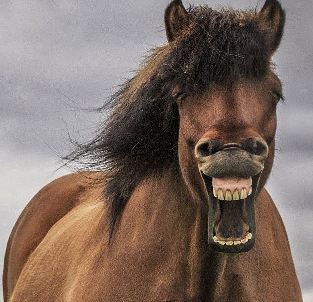 <p>Знайшли найкумеднішого коня. Фото: кадр з мультфільму</p>