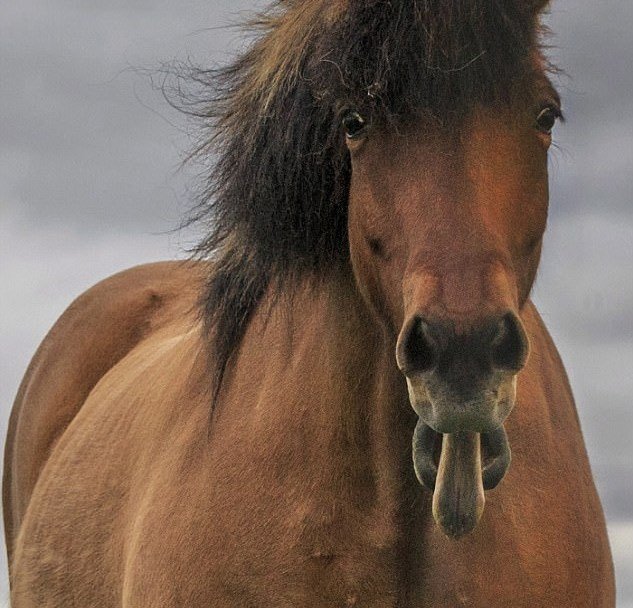 Нашли самого смешного коня. Фото: Instagram