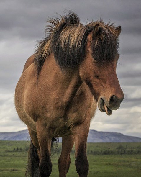 Нашли самого смешного коня. Фото: Instagram