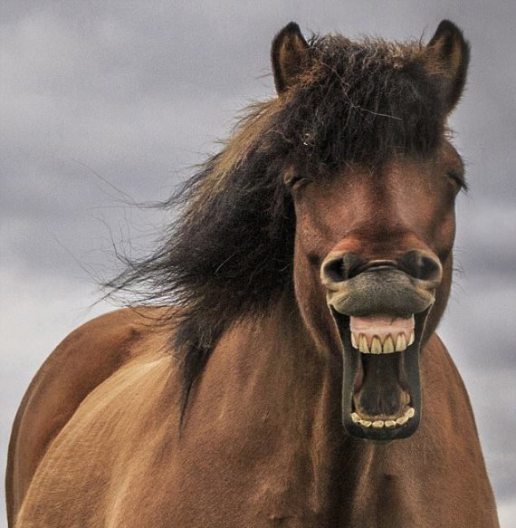 <p>Знайшли найкумеднішого коня. Фото: кадр з мультфільму</p>