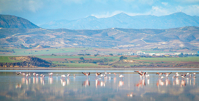 Кипр. В начале весны на озерах возле Ларнаки много фламинго