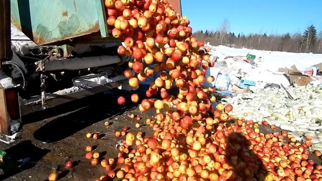 Яблоки жестоко раздавили бульдозерами. Фото: fsvps.ru