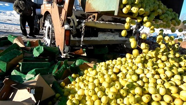Яблоки жестоко раздавили бульдозерами. Фото: fsvps.ru