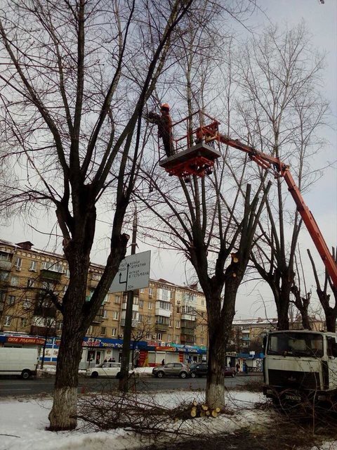 <p>Під сокиру. Цього року &laquo;Київзеленбуд&raquo; планує в санітарних цілях обрізати понад 38 тис. дерев. Фото: facebook.com/zelenbud</p>