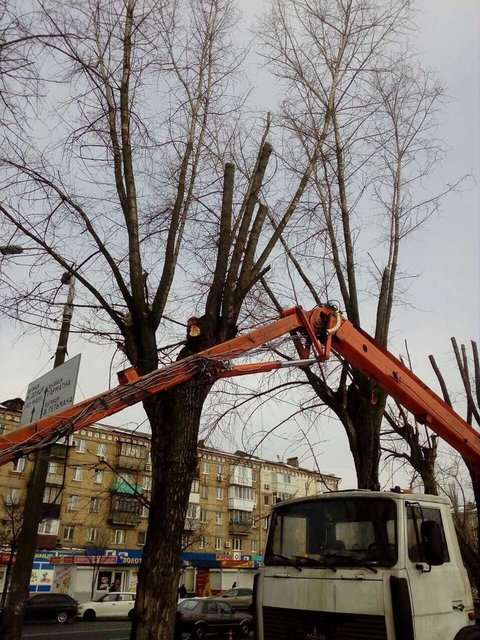<p>Під сокиру. Цього року &laquo;Київзеленбуд&raquo; планує в санітарних цілях обрізати понад 38 тис. дерев. Фото: facebook.com/zelenbud</p>