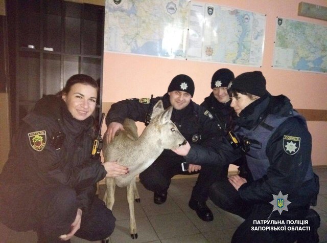 Фото: патрульная полиция Запорожской области