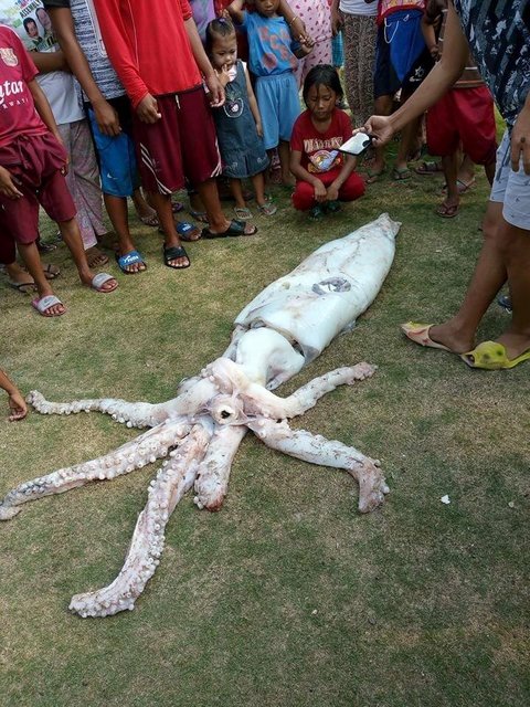 Огромный кальмар, пойманный на Филиппинах. Фото: facebook.com/gmanews