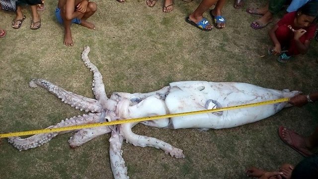 Огромный кальмар, пойманный на Филиппинах. Фото: facebook.com/gmanews