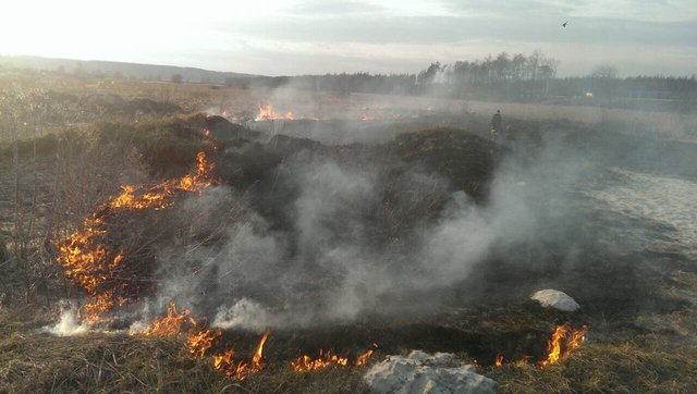 Спасатели ликвидировали 52 возгорания. Фото: kyivobl.dsns.gov.ua