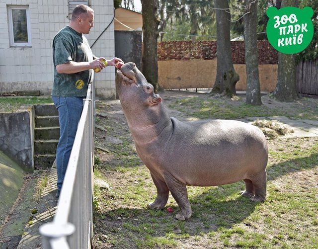 В киевском зоопарке показали бегемотиху. Фото: facebook.com/zoo.kiev.ua