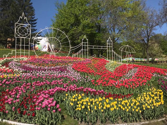 В Киеве открывается выставка тюльпанов. Фото: facebook.com/zelenbud