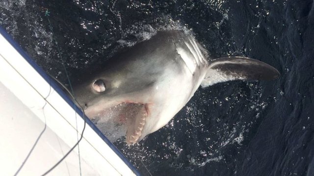 Рыбак поймал огромную акулу. Фото: Facebook