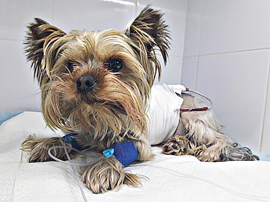 Йоркширского терьера с травмой грудной клетки и кровотечением ветеринары спасли благодаря донорам. Фото из архива клиники