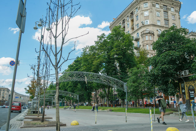 Из-за жары и недостатка влаги страдают киевские каштаны | Фото: Данил Павлов