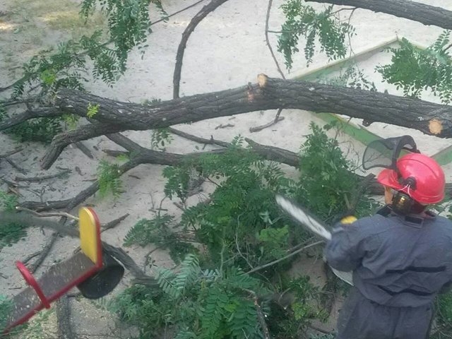 Дерево впало на майданчик. Фото: facebook.com/KARS.Kyiv, Альона Салюк (МІЙ ВІДРАДНИЙ)