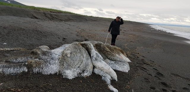 Ученые утверждают, что это останки кита. Фото: facebook.com/Sv.Dyadenko
