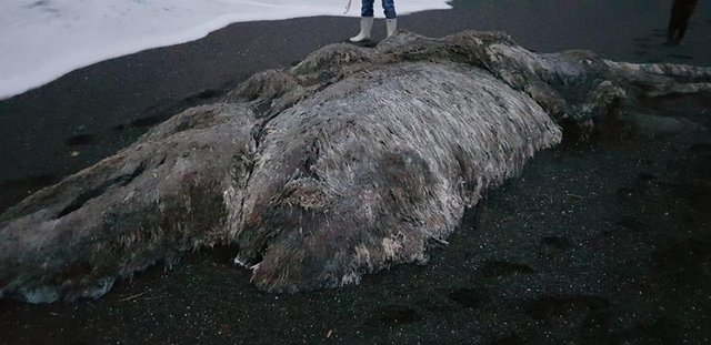 Вчені стверджують, що це останки кита. Фото: facebook.com/Sv.Dyadenko