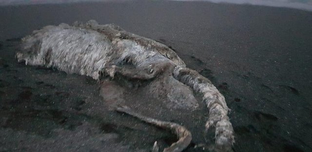 Вчені стверджують, що це останки кита. Фото: facebook.com/Sv.Dyadenko