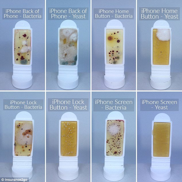 Количество бактерий на разных смартфонах в сравнении с клавиатурой и косметикой | Фото: Insurance2go