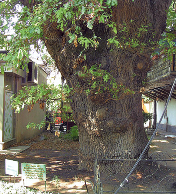 Вековой дуб-памятник по легенде посадили еще казаки. Фото: golos.io