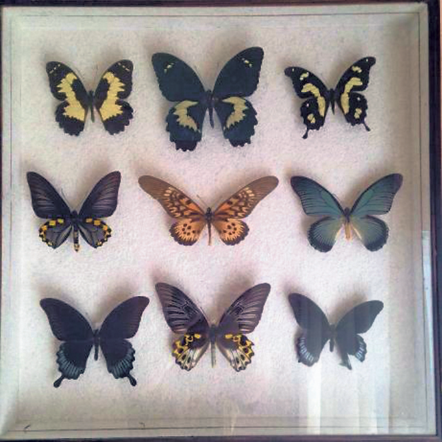 Лепидоптерологическая коллекция. Стоимость бабочек стартует от 200 грн. Фото: olx.ua