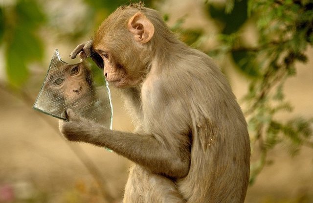 Мавпа задивилася у дзеркало. Фото:  Prerna Jain