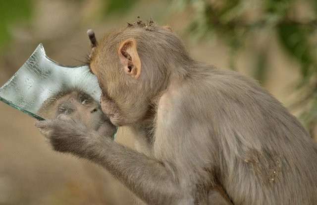 Мавпа задивилася у дзеркало. Фото:  Prerna Jain