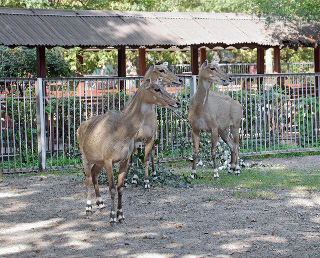  | Фото: Фото: Киевский зоопарк