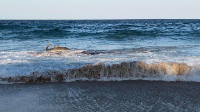Акула выпрыгнула на пляж. Фото: Facebook