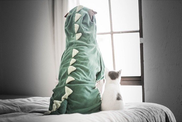 Пес Шарпей і його друг кіт | Фото: Фото: instagram/anniepaddington
