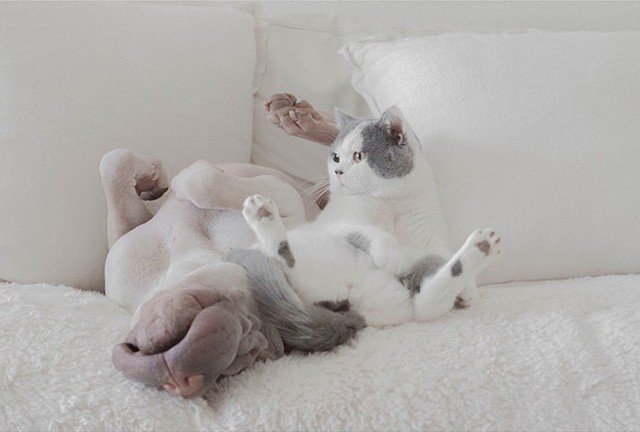 Пес Шарпей і його друг кіт | Фото: Фото: instagram/anniepaddington