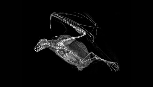 Рентгены различных животных | Фото: Фото: twitter/OregonZoo