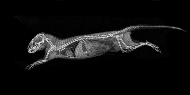 Рентгени різних тварин | Фото: Фото: twitter/OregonZoo