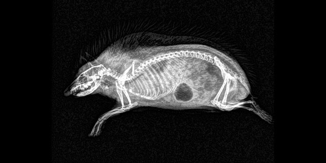 Рентгены различных животных | Фото: Фото: twitter/OregonZoo