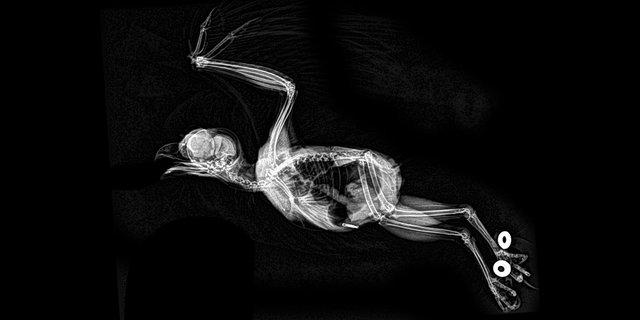 Рентгени різних тварин | Фото: Фото: twitter/OregonZoo