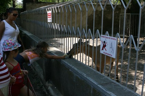 Смертельно. Питомцы зоопарка умирают от свежего хлеба, чипсов и пакетов, фото А. Лесик