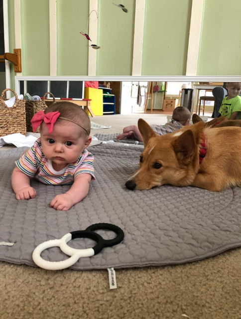 Пес охранял хозяйку во время родов. Фото: Instagram