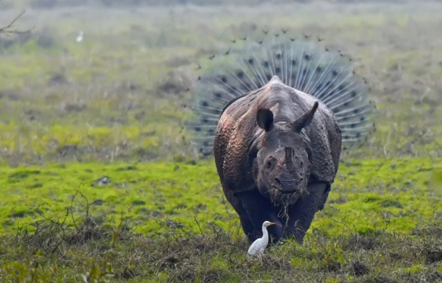 Названы самые забавные снимки диких животных. Фото: Comedy Wildlife Photography Awards