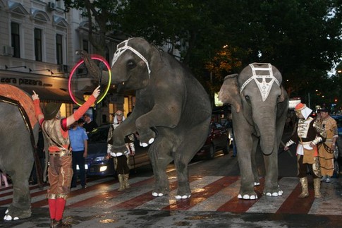 Трюки. Пока слоники делали очередное па, гаишники пытались убрать машины с дороги, фото А. Лесик