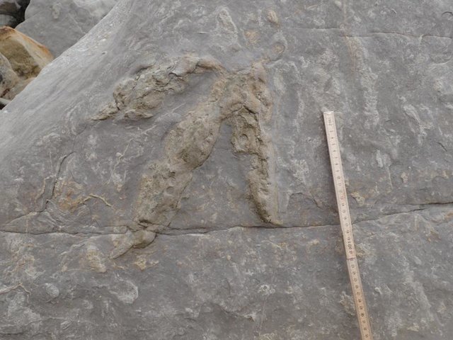 Окаменелые следы динозавров возрастом 145 миллионов лет | Фото: The Sun