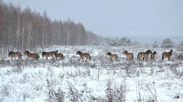 Показали диких тварин з Чорнобиля. Фото: facebook.com/dazv.gov.ua