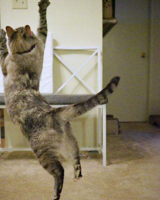 Кошка Нола. Фото: instagram.com/nala_cat