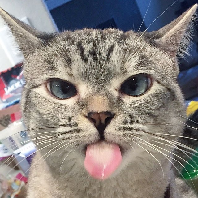 Фото самой известной кошки в Instagram Fun Сегодня. 