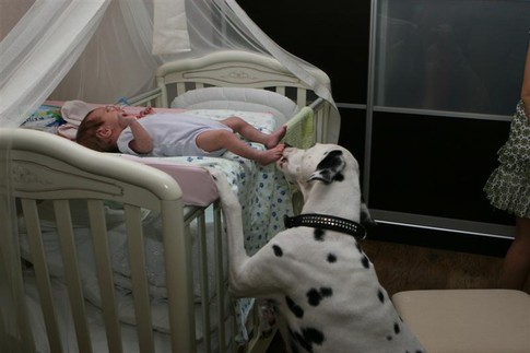 Нянька. Собака Тереза постоянно дежурит возле кроватки малютки и не упускает момента, чтобы лизнуть ее, фото А. Лесик