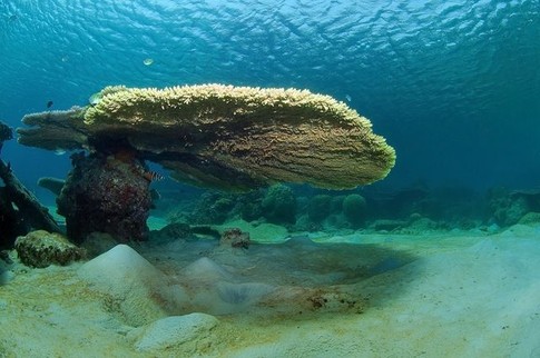 Подводный пейзаж возле о.Реданг. Фото: А.Некрасов