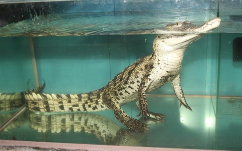 Крокодилу лишь бы что-то жевать. Фото В. Рыбченко